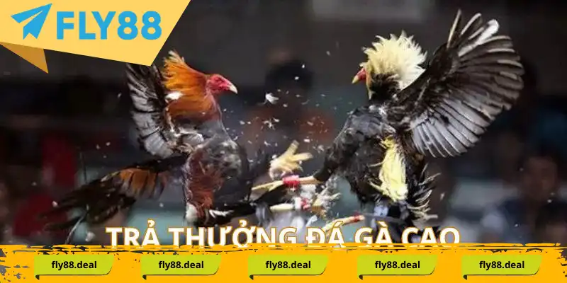 Trả thưởng đá gà cựa sắt cao ngất ngưởng Trả thưởng đá gà cựa sắt cao ngất ngưởng
